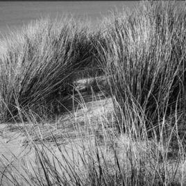 Dunes. Port Sorell- card